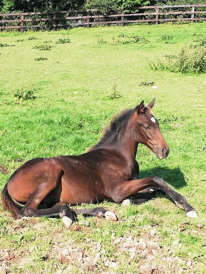 Next Door At Broomfield House Midleton Esterno foto